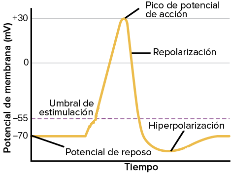 imagen de impulso nervioso
