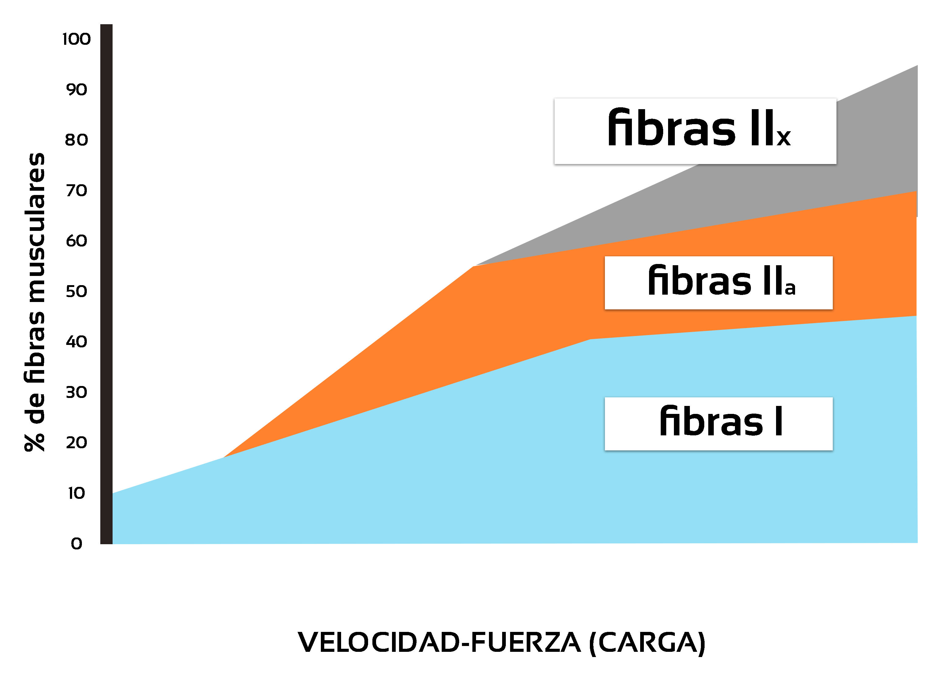 reclutamiento de fibras musculares tipos.