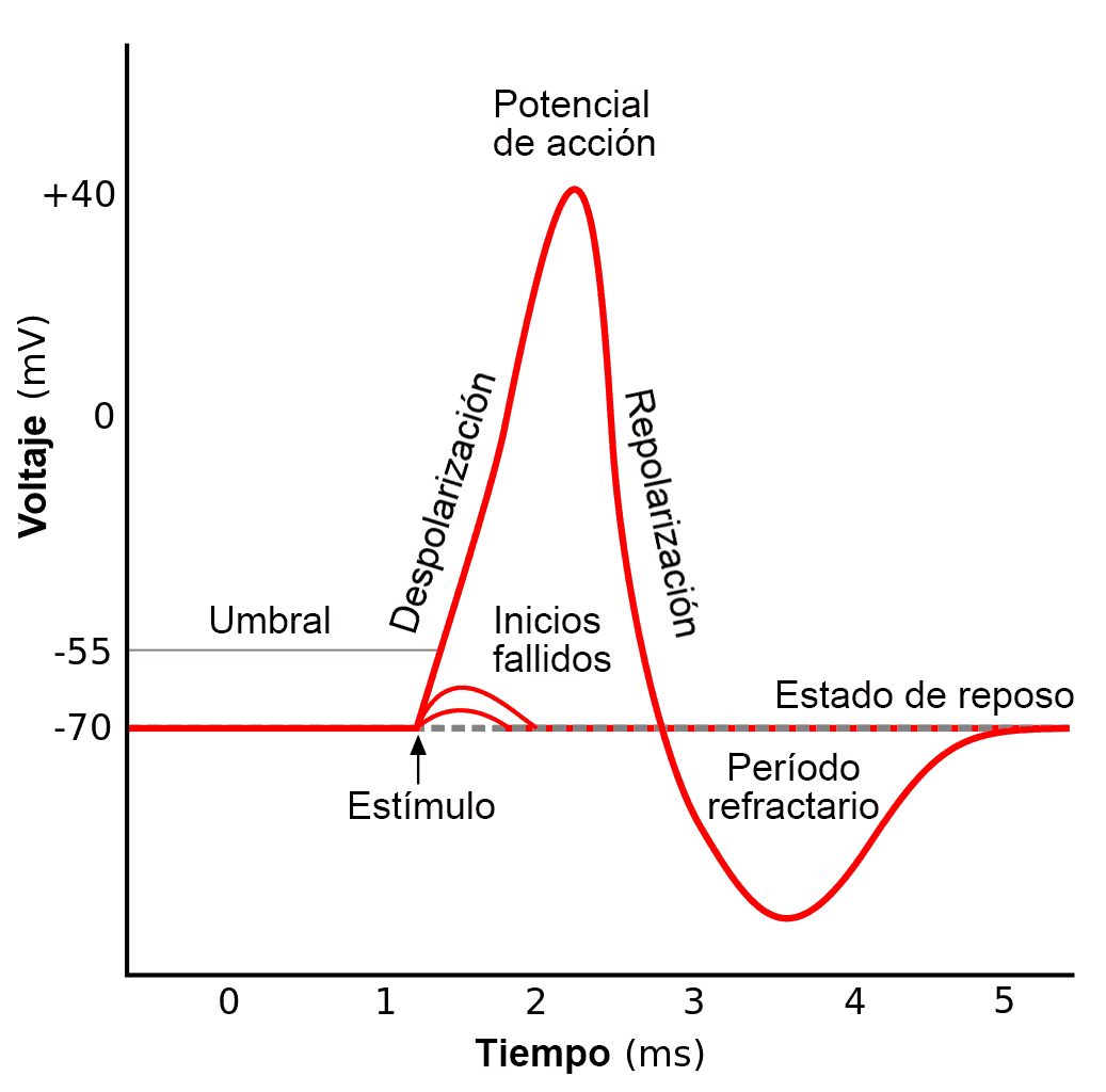 Fases del potencial de acción
