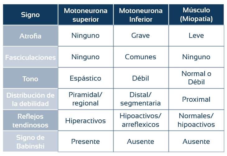 tipos de neuronas motoras