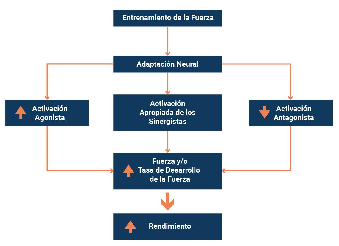 Esquema de adaptaciones neuromusculares
