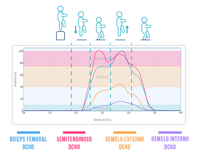 biceps, semitendino y gemelo