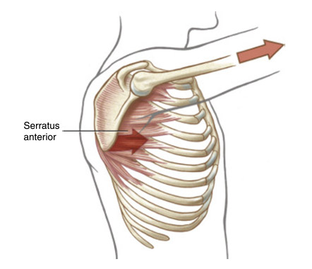 serrato anterior