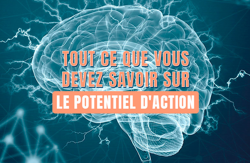 potentiel d'action
