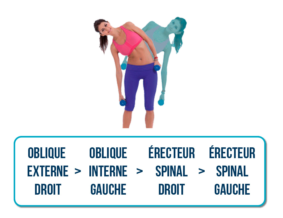 rotation latérale du tronc