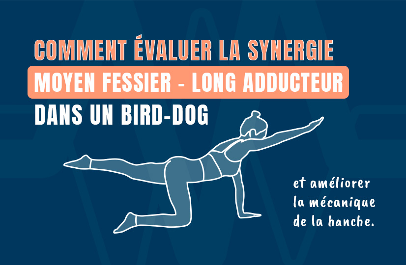 Comment évaluer la synergie Moyen Fessier - Long Adducteur dans un Bird-Dog