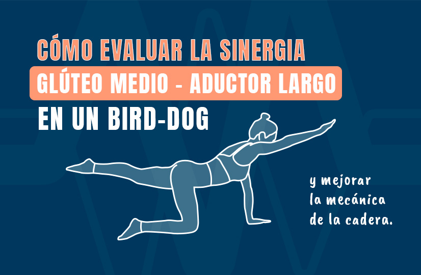 Cómo evaluar la sinergia glúteo medio - aductor largo en un Bird-Dog
