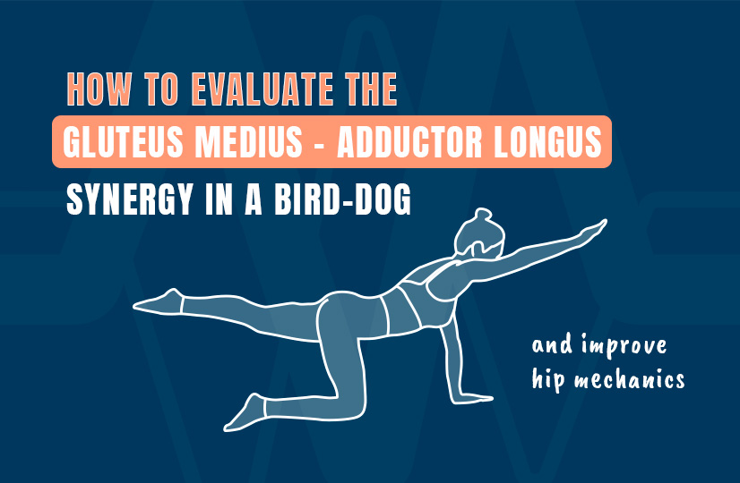 How to Evaluate the Gluteus Medius – Adductor Longus Synergy in a Bird-Dog