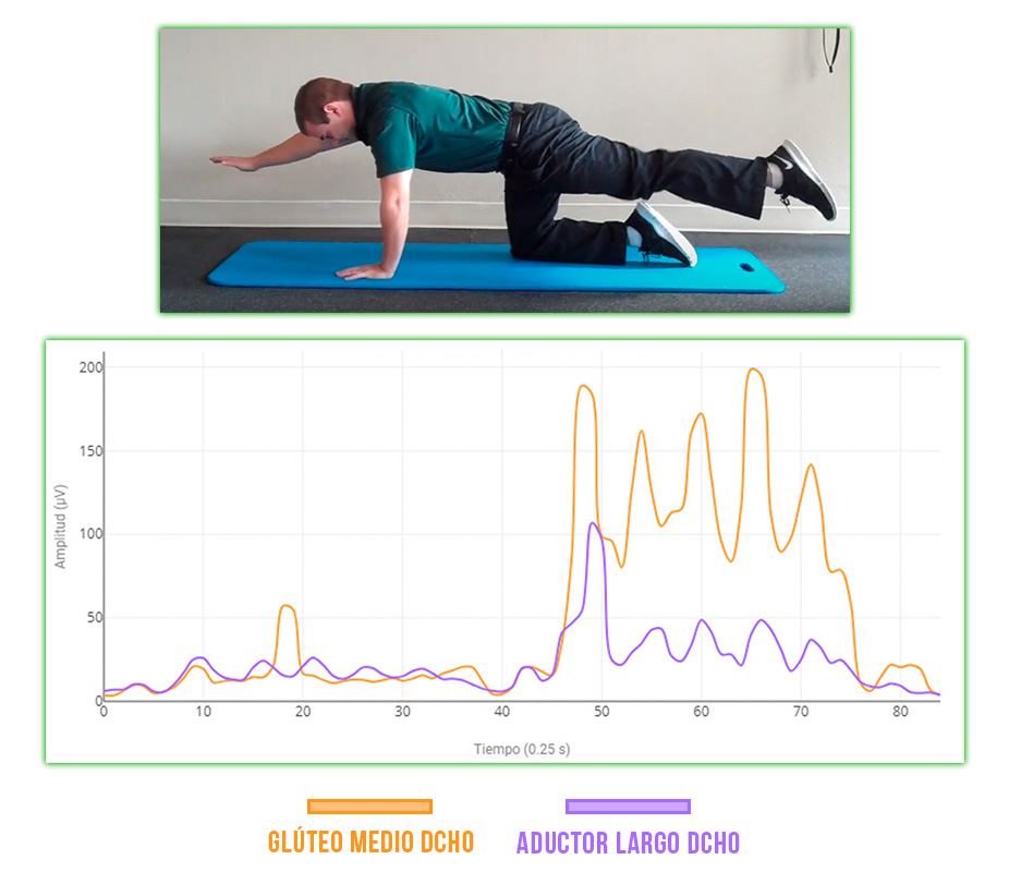 sinergia glúteo medio - aductor largo
