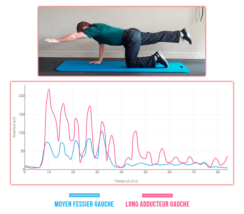 synergie moyen fessier - long adducteur