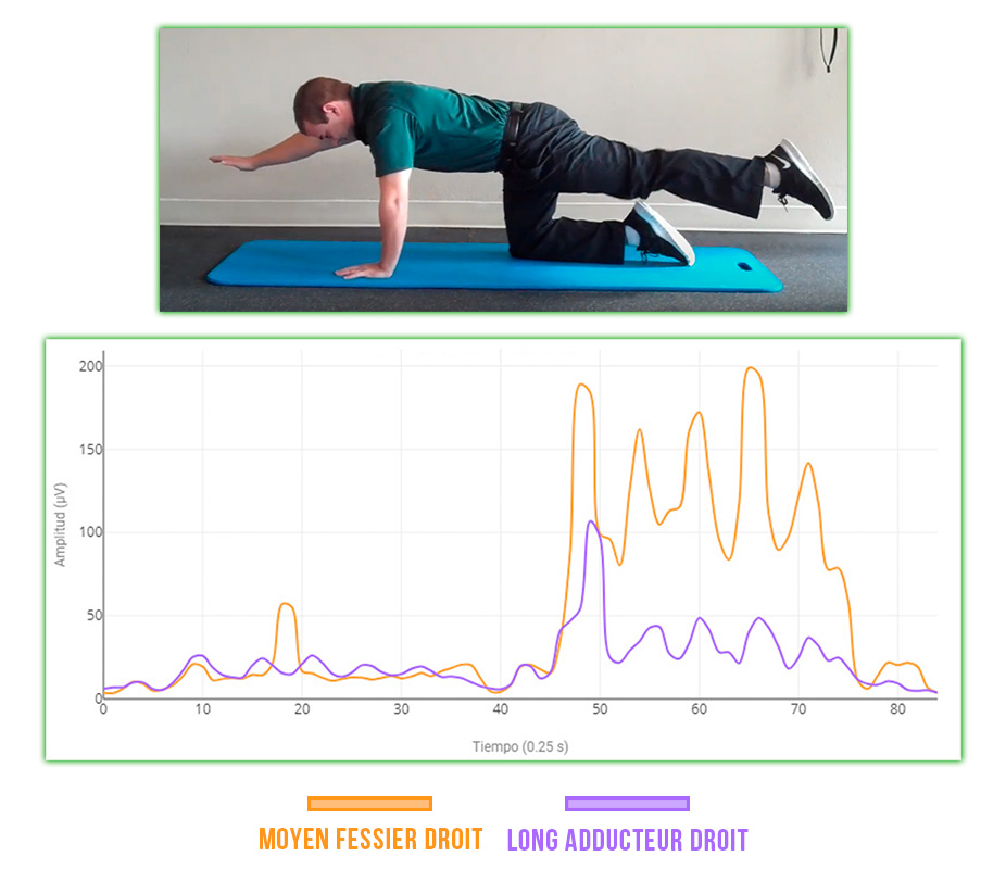 synergie moyen fessier - long adducteur