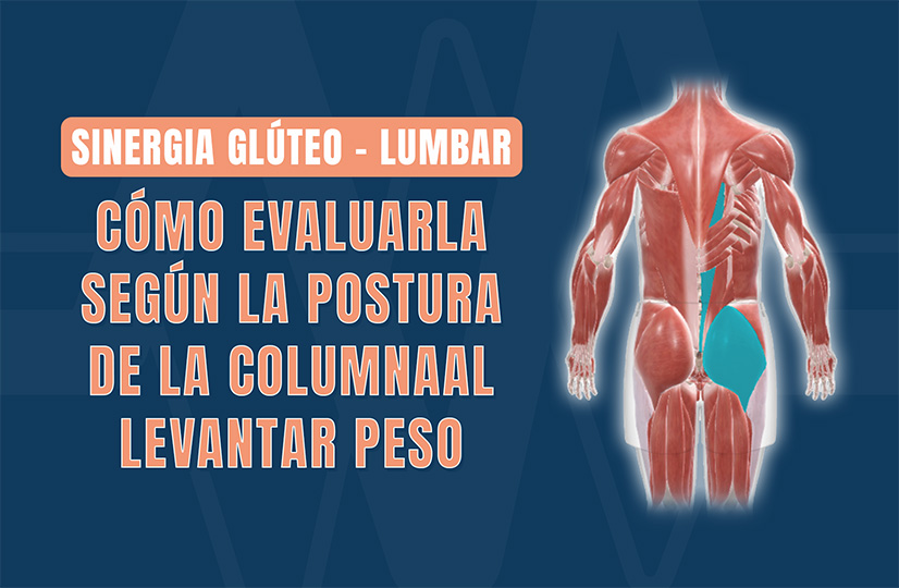 Sinergia Glúteo - Lumbar Cómo evaluarla según la postura de la columna al levantar peso