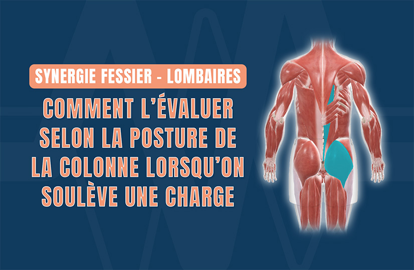 Synergie Fessier - Lombaires