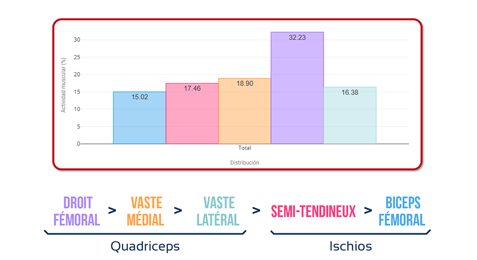 synergies musculaires de la cuisse