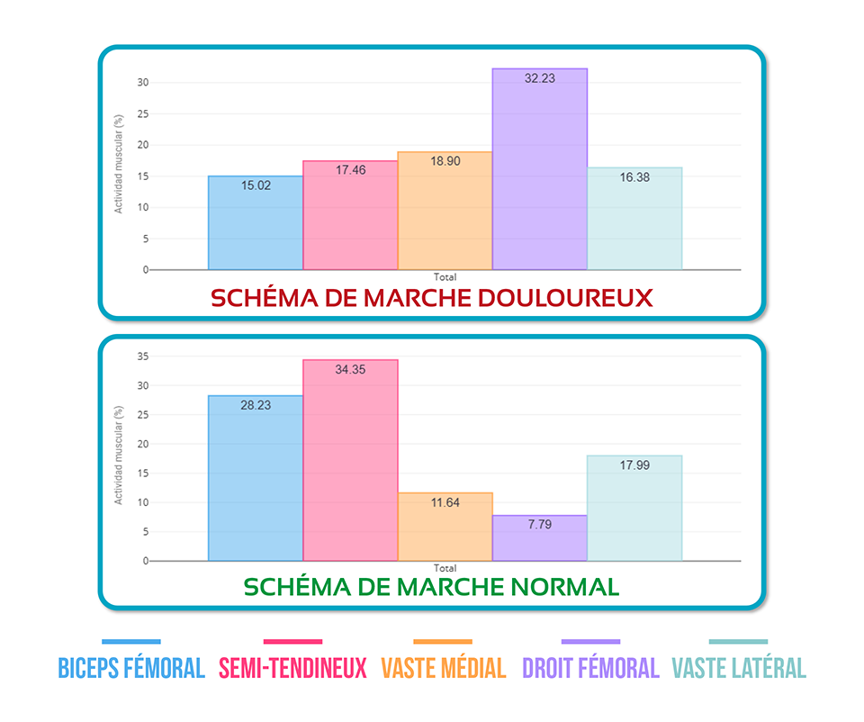 synergies musculaires de la cuisse