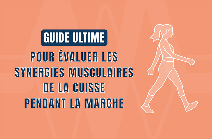 synergies musculaires de la cuisse